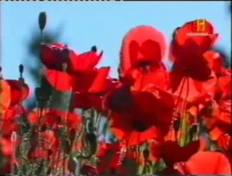 Historia: Las guerras del opio (1839-1860)