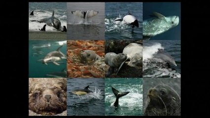 Green at Google Presents Dr. Claudio Campagna & Dr. Caleb McClennen - Oceans