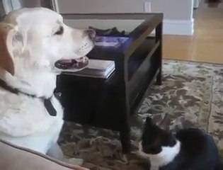 Скачать видео: Il cane più paziente al mondo. Guardate cosa gli combina il gatto