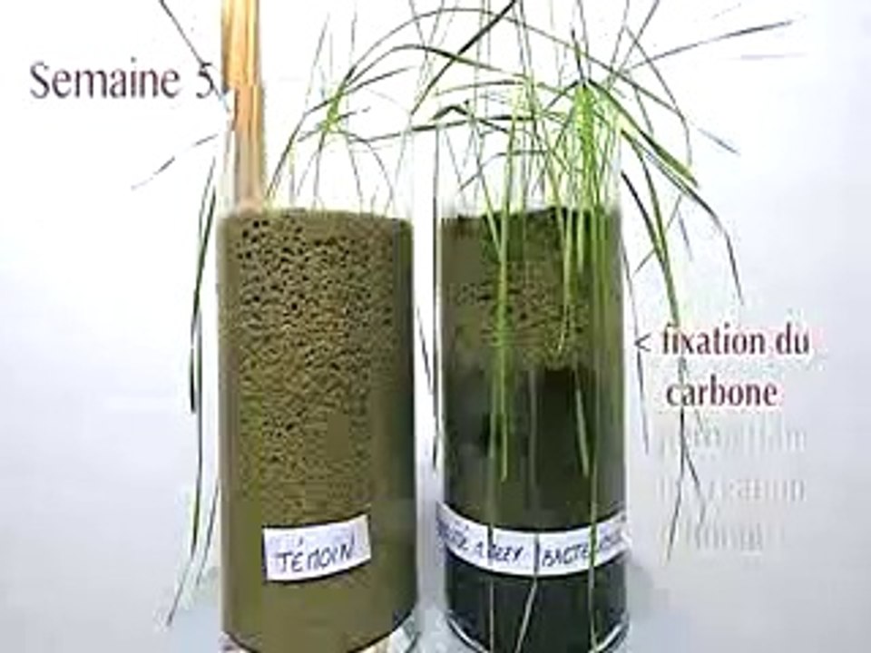 Création d'humus dans du sable