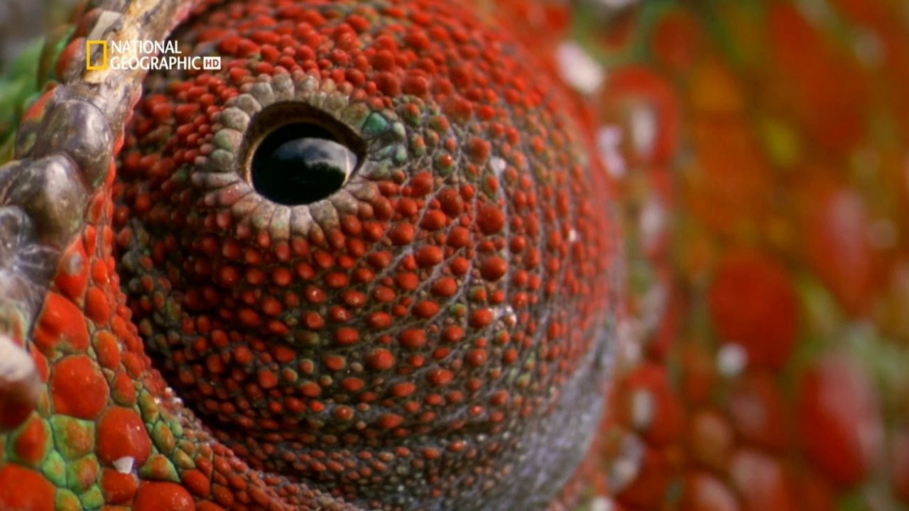EltriudeloverdDaAtt.2de2.HD.