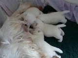 Tétée  de 4 bébés westies : 3 ème semaine