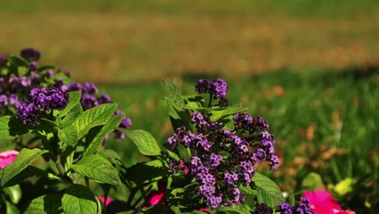 Le jardin public au fil des saisons