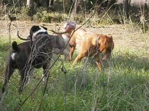 Balade à la Salette avec Nikita, Eliot et Eros le 14/02/2014 n° 1