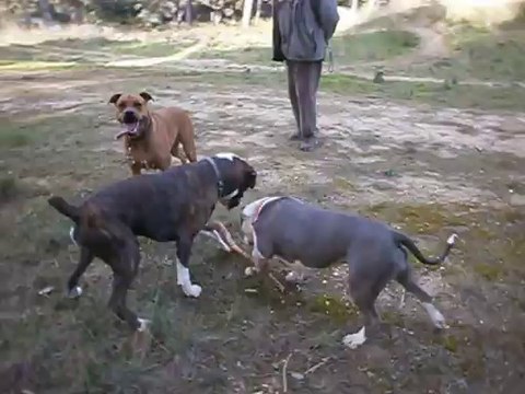 Balade à la Salette avec Nikita, Eliot et Eros le 14/02/2014 n° 2