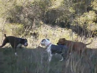 Balade à la Salette avec Nikita, Eliot et Eros le 14/02/2014 n° 3