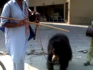 Bear with His Master doing the Dance in Commercial Market Rawalpindi Pakistan