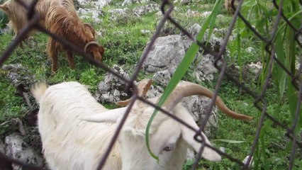 Μάσα και μην μιλάς