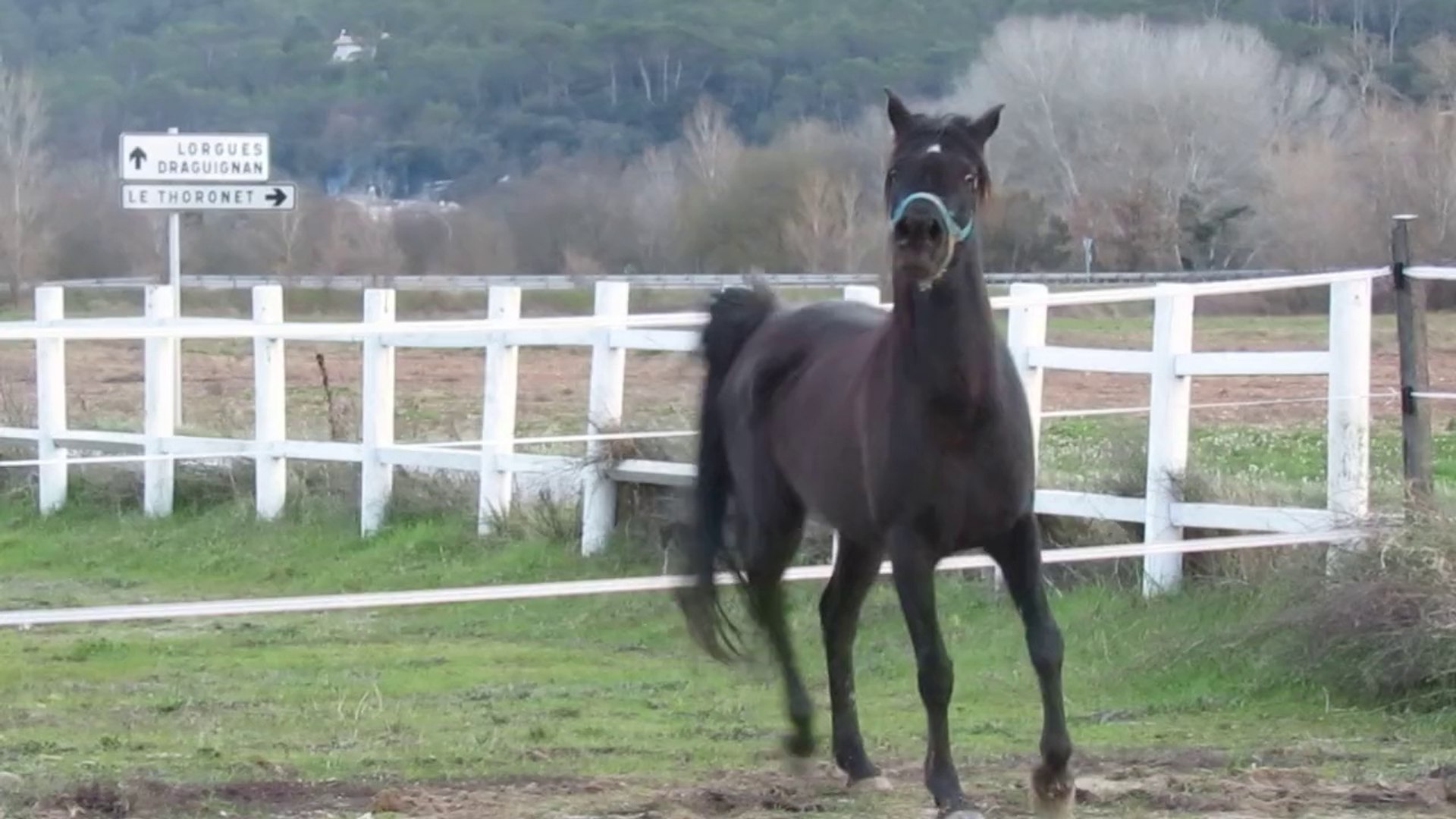 ⁣ADISHA EL NOUR black straight egyptian arabian mare in arabian pasha stud France