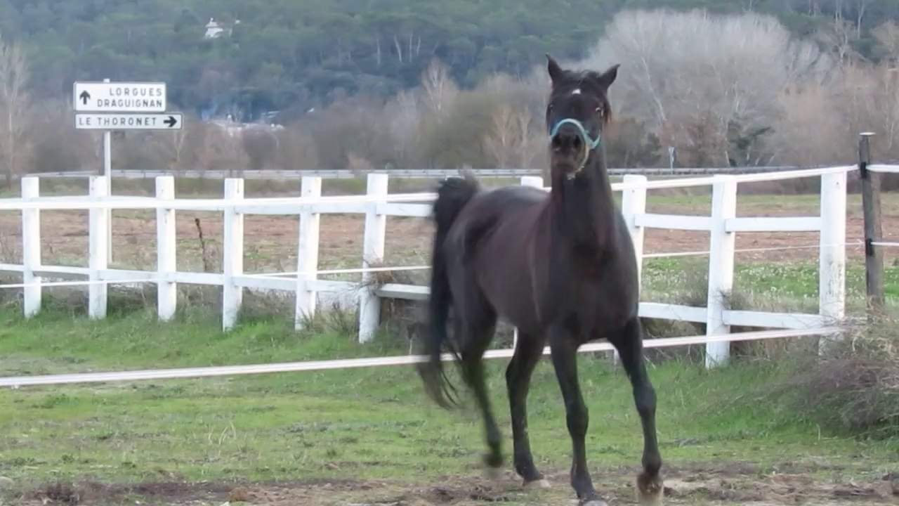 ADISHA EL NOUR black straight egyptian arabian mare in arabian pasha stud France