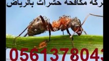 شركة مكافحة حشرات بالرياض (( 0561378043))شركة  رش مبيدات   بالرياض - 360p