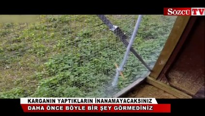 Bu karganın yaptıklarına inanamayacaksınız