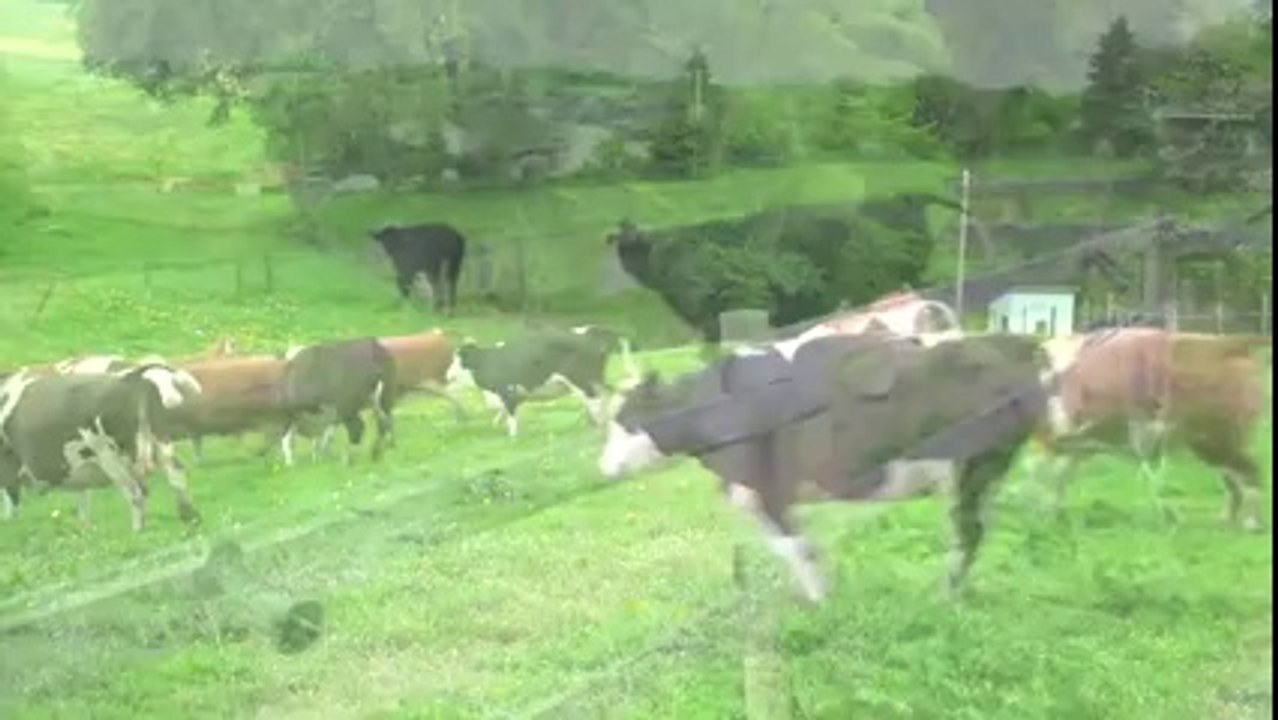 Ever Seen A Cow Jump For Joy?
