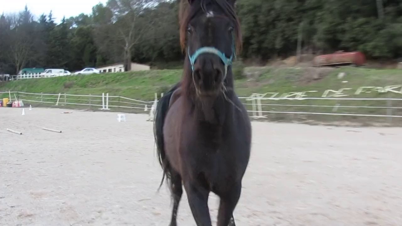 ADISHA EL NOUR black straight egyptian arabian mare in Arabian Pasha Stud France
