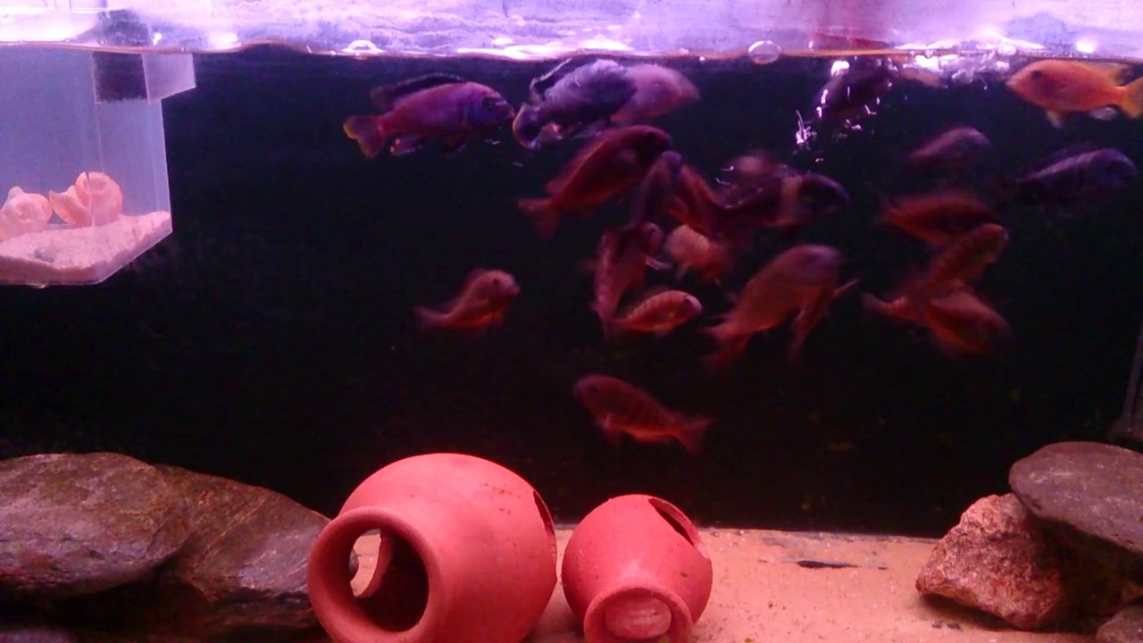 Tropheus Brichardi Katonga
