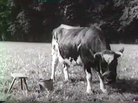 Jeunes filles en fleur