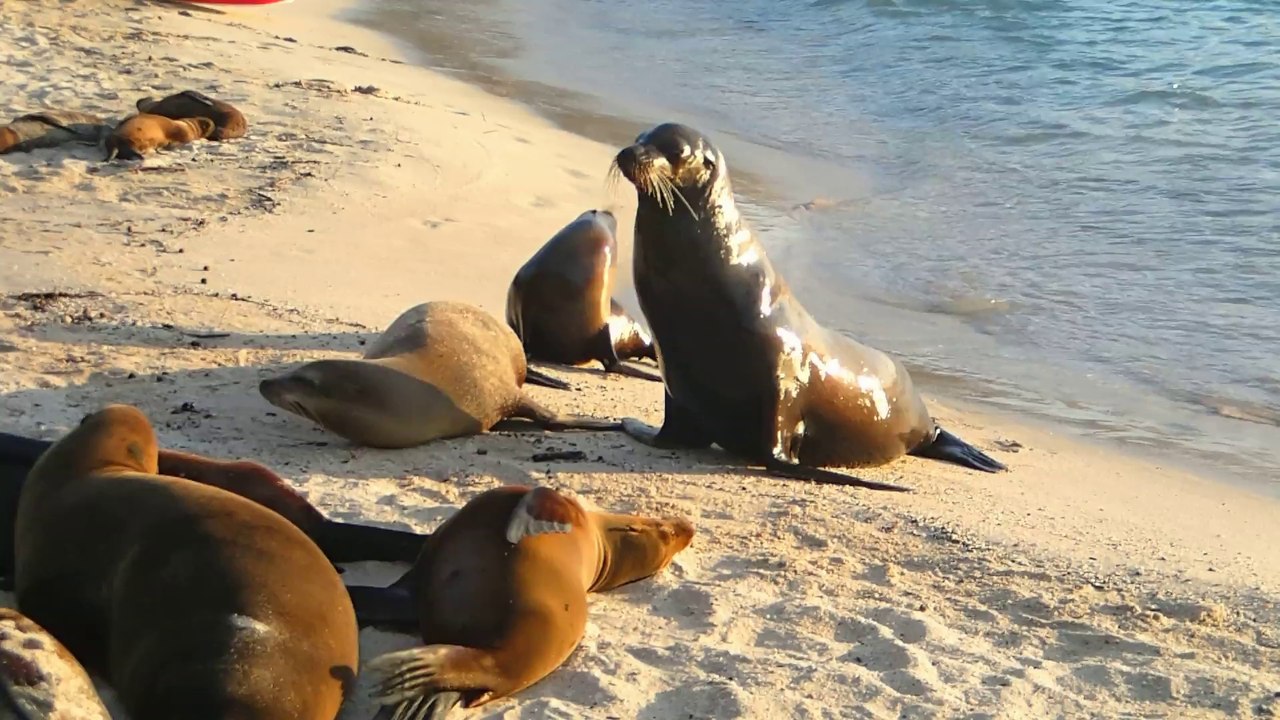 Lions a la plage