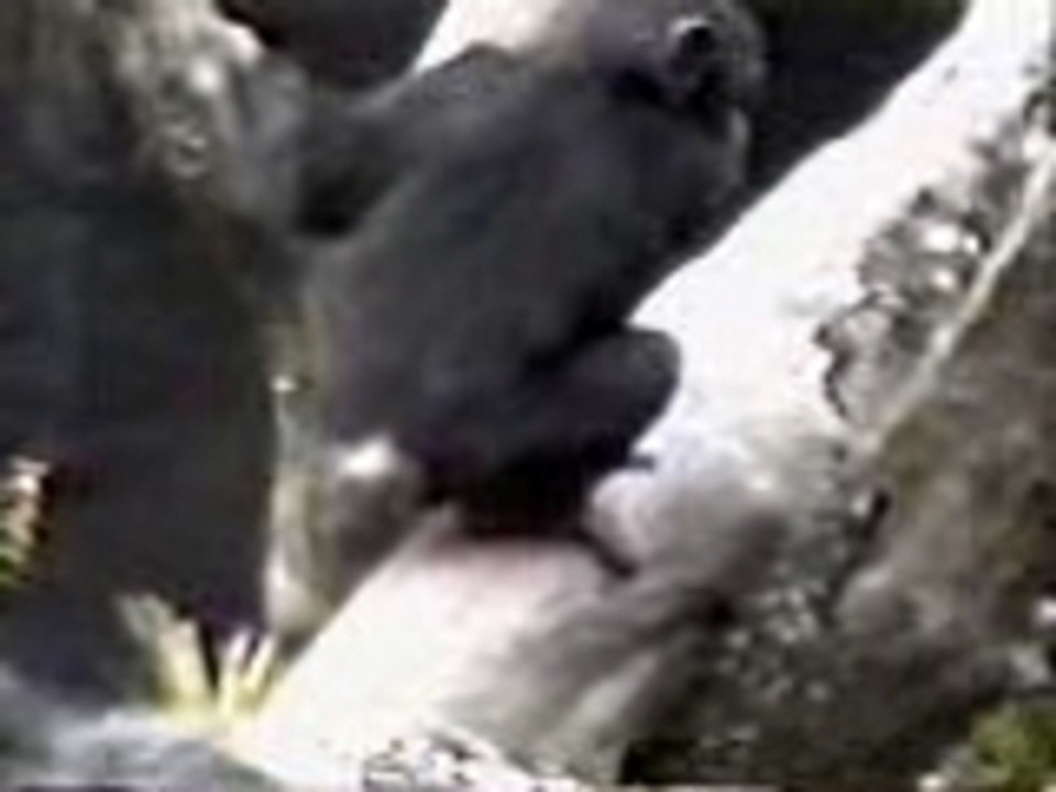 Singe curieux