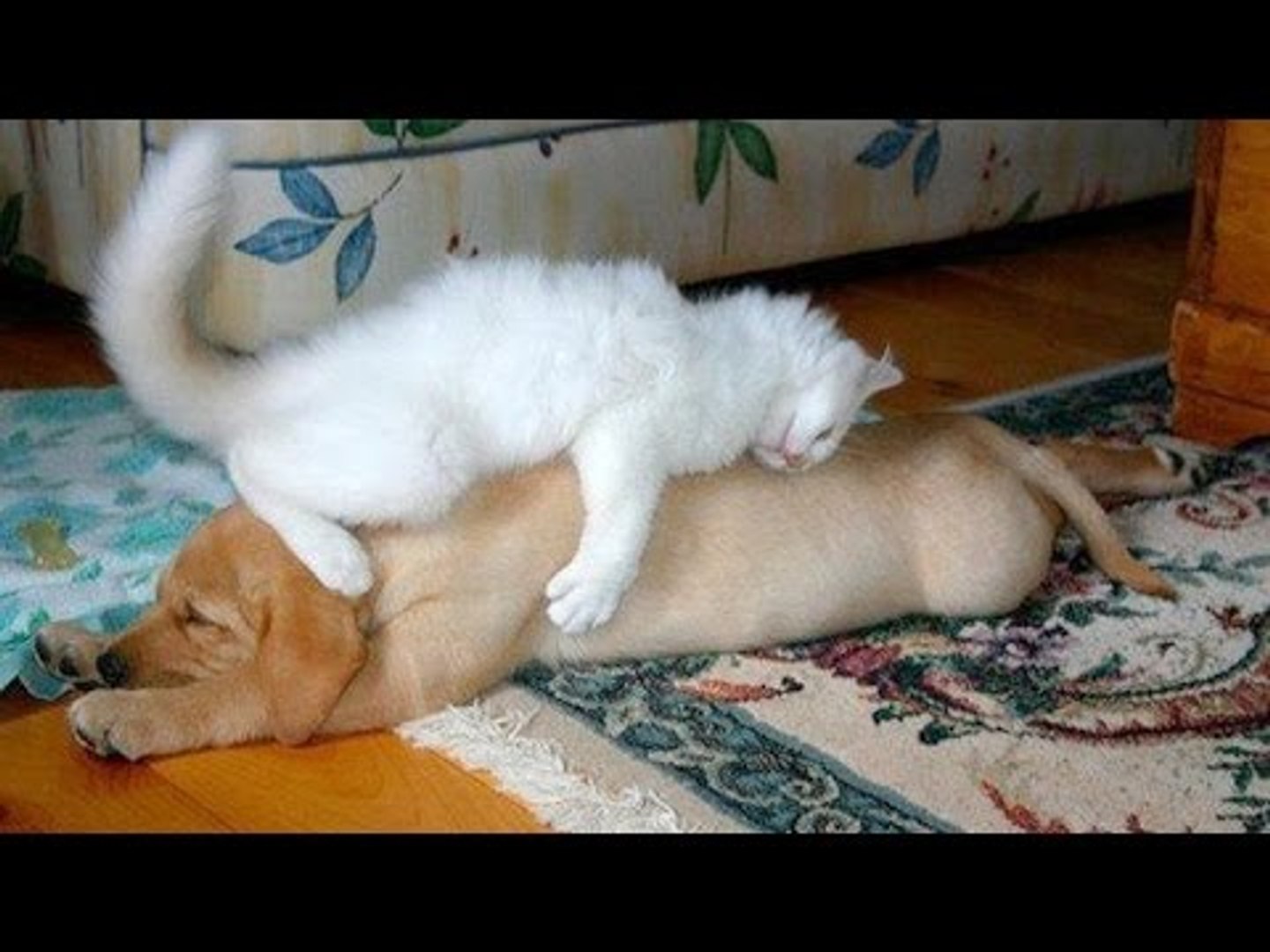⁣Animals Loving Other Animals Videos