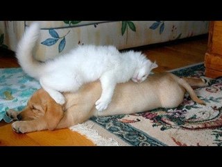 Animals Loving Other Animals Videos