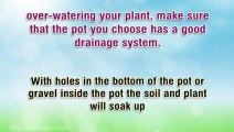 Watering and Fertilizing your Indoor Garden Plants