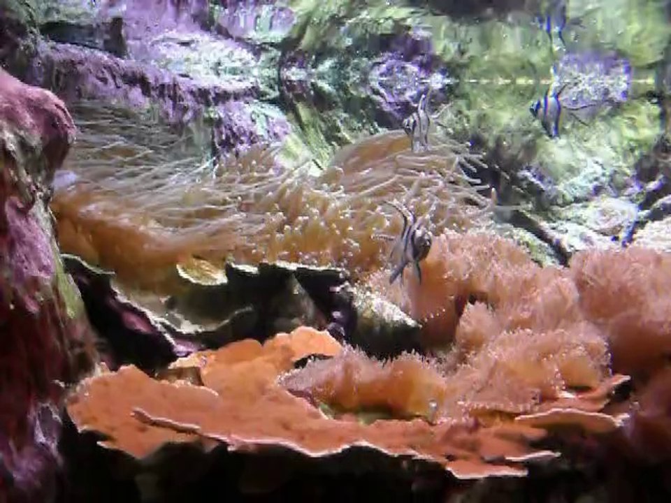 Aquarium porte Dorée (Christine)