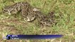 La Floride en proie à une invasion de pythons birmans