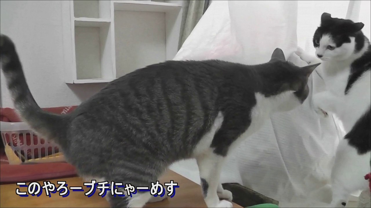 仁義なき戦い,war games,格斗游戏,pelea de leones,streit,cat