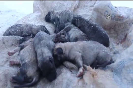 Yavru köpek anne diyor