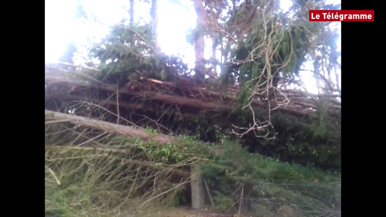 Pays de Morlaix. Des arbres poussés à terre