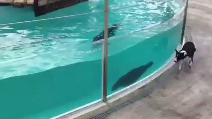 Dog Plays With Sea Lion