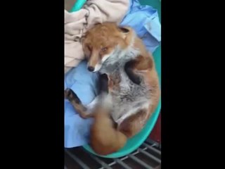 Cute Fox Thinks She's a Dog