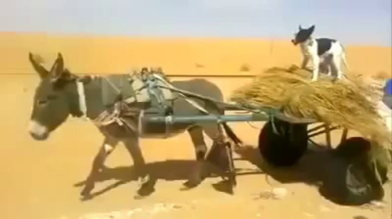 Dog driving a donkey cart