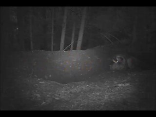 blaireau et blaireautins à la  tombée de la nuit