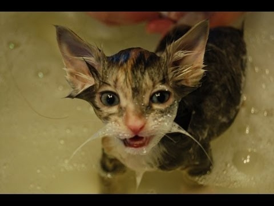 Cats Who Love Baths Compilation