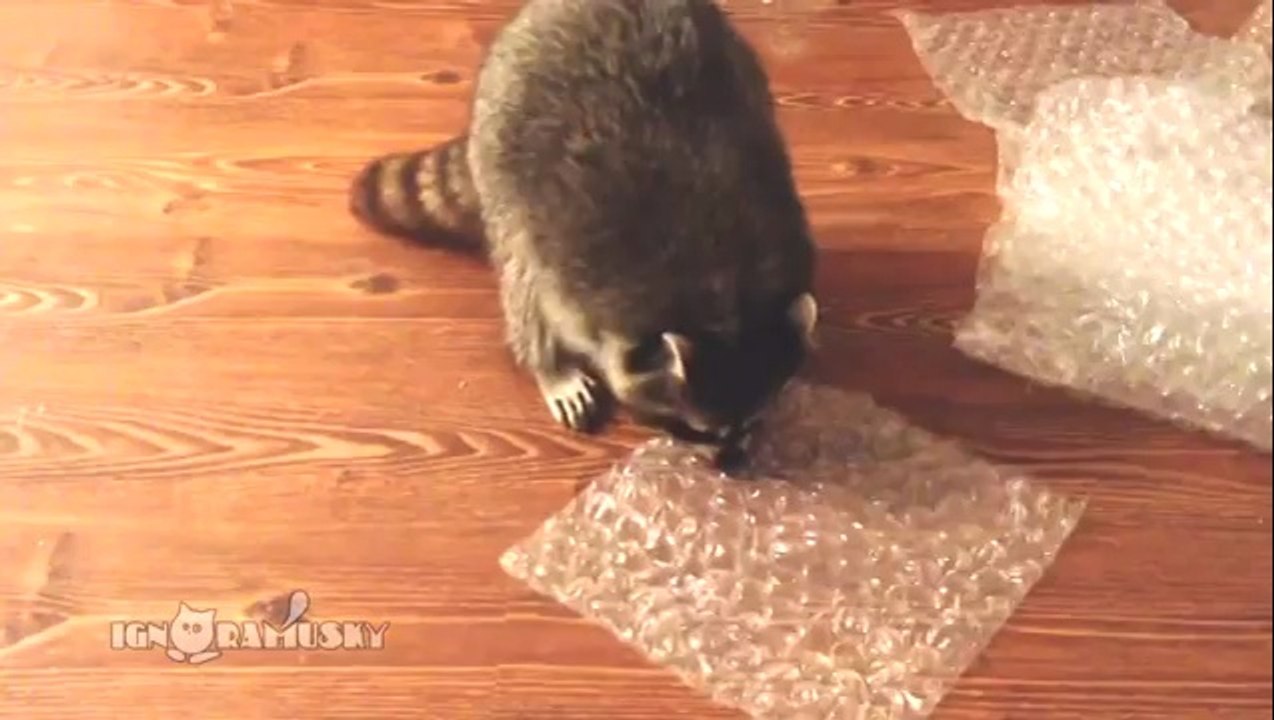 Raccoon Popping Bubble Wrap / Невозможно остановиться