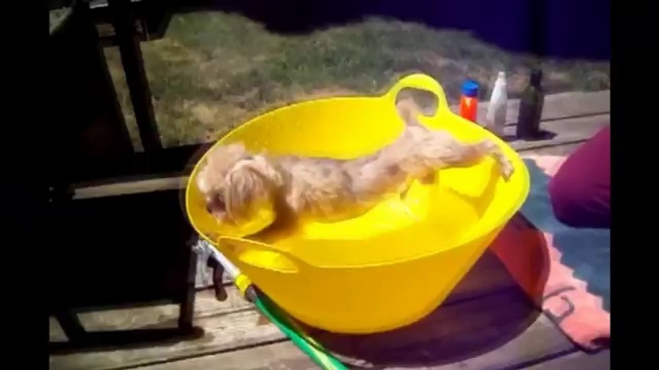 Dogs just don't want to bath - Funny dog bathing compilation
