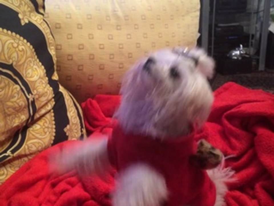 kleiner weißer Malteser Joys von Rosenholz