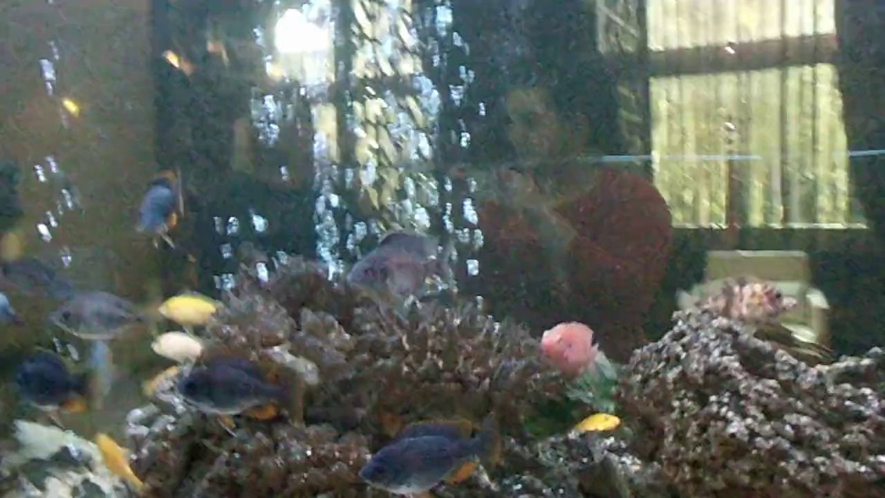 Delphin Imperial  Lara Antalya Antalya  Belek