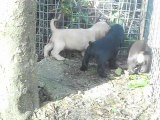 chiots cockers anglais 7 semaines