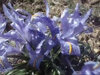 Bouquet de fleurs. باقة أزهار طبيعية