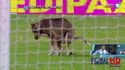 Σκύλος τα κάνει στο ματς Ροζάριο-Ρίβερ