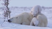 Polar bears really love their mothers