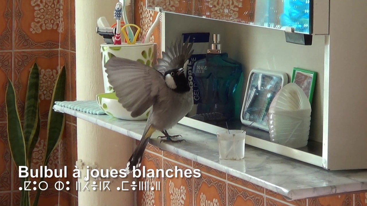 Bulbul à Joues Blanches Mahboul - Fou