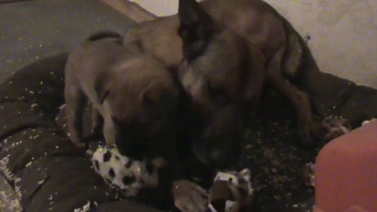 Be Aware G's @ Mr. Blue + Greta @ Happily destroying!