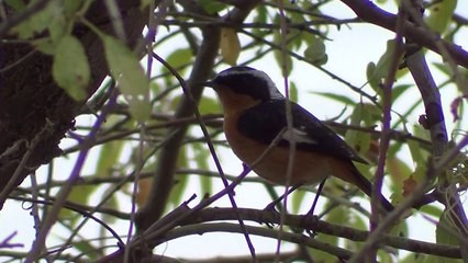 Rougequeue de Moussier à Guenzet _ Asfiṭejj - ثحمرت