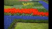 Tulips ---Amsterdam