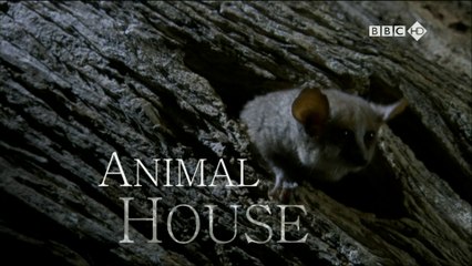 Arquitetos da Natureza [BBC HD]
