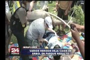 Miraflores: caída de antiguo árbol dejó heridos en Parque Reducto