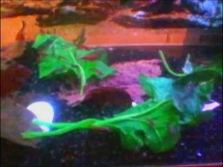 Kiraz-Marul Filmim_1